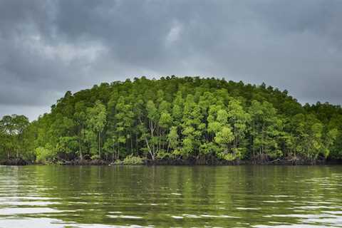 More Than 700 Wildlife Species Discovered in Cambodian Mangrove Forest