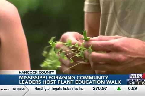 Mississippi Foraging Community gathers for plant education walk in Bay St. Louis