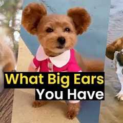 What Big Ears You Have | Best Big-Eared Animals