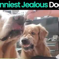 Funny Reactions of Dogs Getting Jealous