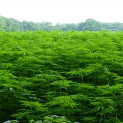 Regulation of hemp-derived products in FL remains uncertain as Legislature winds down • Florida..