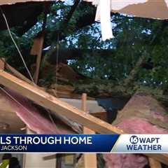 Tree falls into South Jackson home