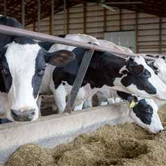 Feds incentivize better biosecurity at dairy farms for bird flu •