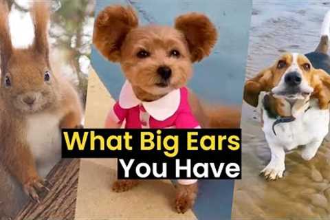 What Big Ears You Have | Best Big-Eared Animals