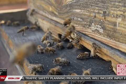 Bee colony stolen from Oakland beekeeper