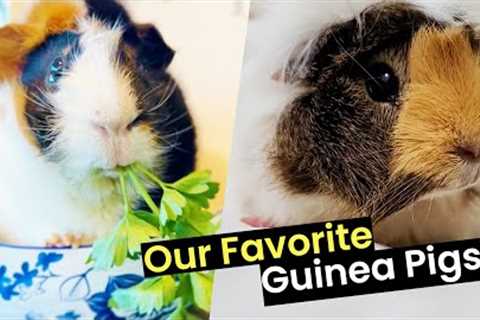 Are Guinea Pigs The Best Pets?