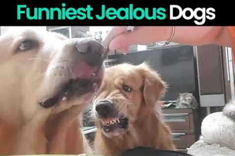 Funny Reactions of Dogs Getting Jealous