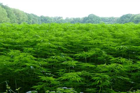 Regulation of hemp-derived products in FL remains uncertain as Legislature winds down • Florida..