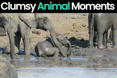 Hilarious Animal Mishaps: Clumsy Moments Caught on Camera