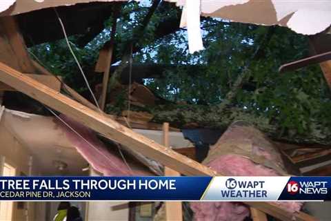 Tree falls into South Jackson home