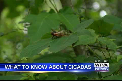 Cicadas, cicadas everywhere: What to know about them