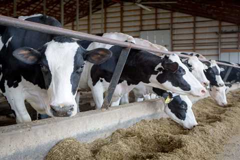 Feds incentivize better biosecurity at dairy farms for bird flu •