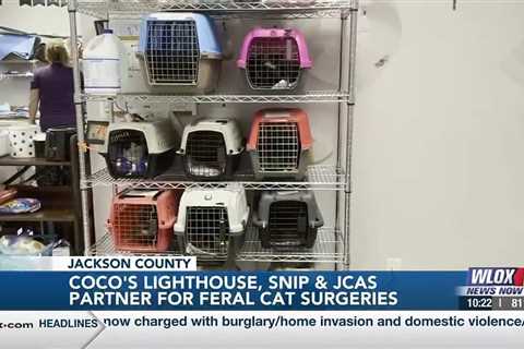 Coco’s Lighthouse, SNIP, and Jackson County Animal Shelter partner for discounted feral cat surge…