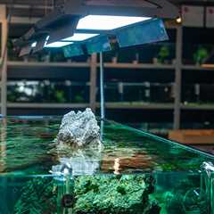 Beneficios de tener iluminación en tu acuario - El blog más completo sobre peces