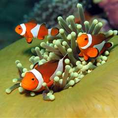 ¿Ya conoces al pez Nemo (o pez payaso)? - El blog más completo sobre peces