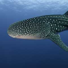 El gigante marino conocido como tiburón ballena - El blog más completo sobre peces
