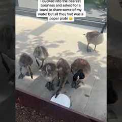 Saving Geese During Heat Wave