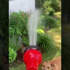 Hyper Dog Eats Water Hose