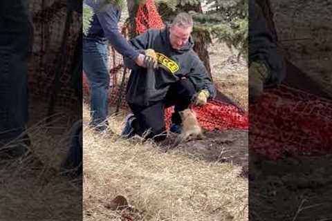 Wild Baby Fox Rescued By Hero