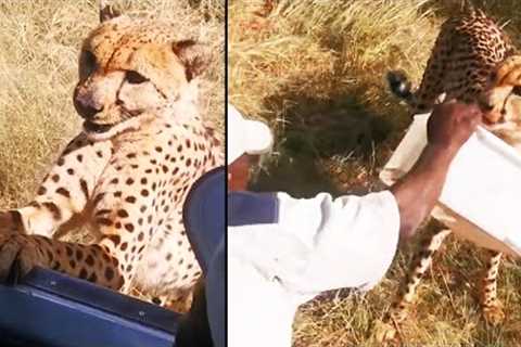 Close Call With Leopard Whilst On African Safari