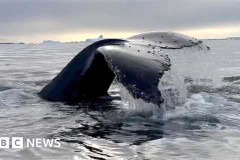 Why scientists study whales with crossbows