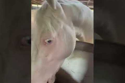 Crazy Horse Obsessed With Giant Ball