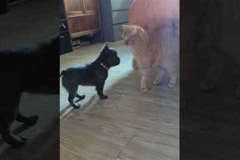 Cute Puppy Invades Cat's Space