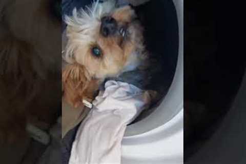 Dog Caught Sleeping In Washing Machine