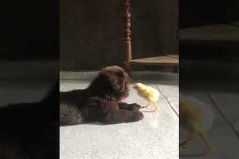 Puppy And Chick Are Best Friends