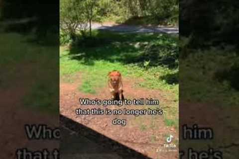 Skinwalker Disguised As A Dog #shorts #ytshorts #viral #scary