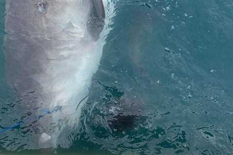 Stressed-Out Tiger Shark Spits Up Fully Intact Echidna