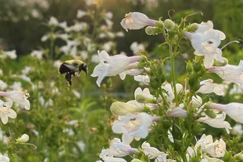 Summer outing series: Rediscover nature at the Pollinator Prairie