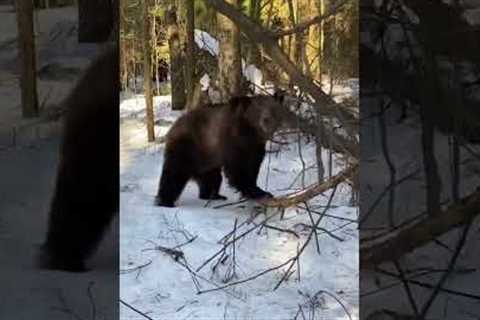 Bear Helps Men Workout In Forest