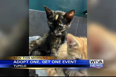 Tupelo Lee Humane Society holding kitten adoption event