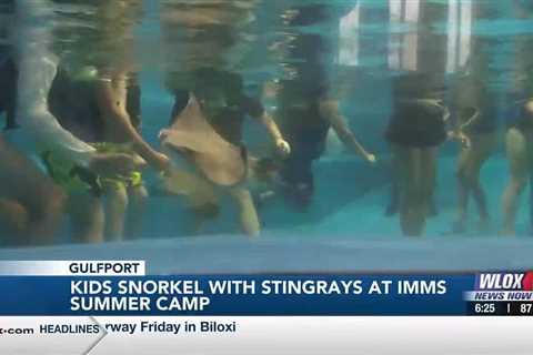 Kids snorkel with stingrays at IMMS Summer Camp