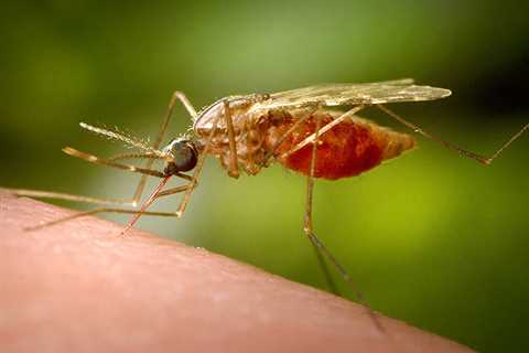 new outbreaks of mosquitoes carrying West Nile fever – •