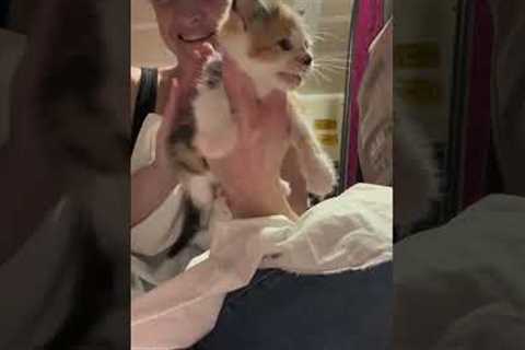 Cute Kitten Gets Burped