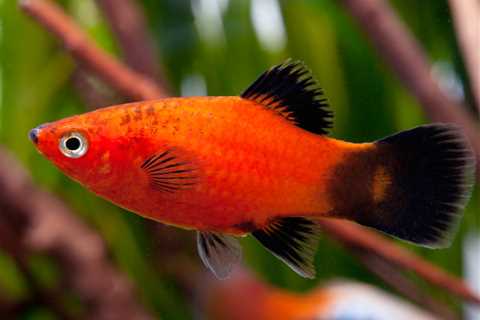 Pez Platy - El blog más completo sobre peces