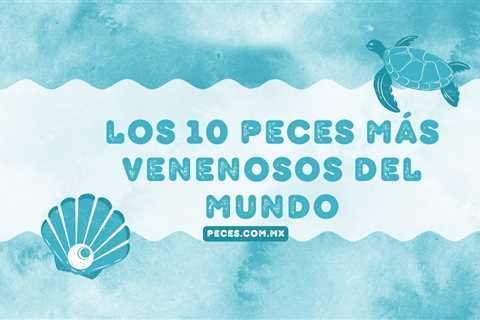 Los 10 peces más venenosos del mundo - El blog más completo sobre peces