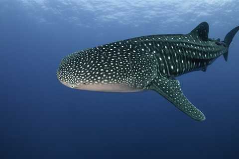 El gigante marino conocido como tiburón ballena - El blog más completo sobre peces