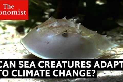 Can sea creatures adapt to climate change?