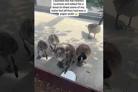 Saving Geese During Heat Wave