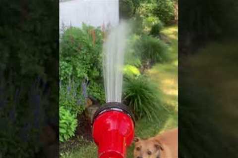 Hyper Dog Eats Water Hose