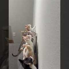 Army Of Kittens Hunt Moth