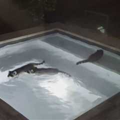 SO CUTE! Raccoons beating the Houston heat by taking a dip in the pool