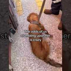 Coast Guard Saves Golden Retriever From Container