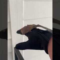 Girl Rescues Bat From Stairwell