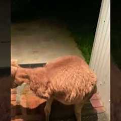 Weird Kangaroo Outside My Front Door