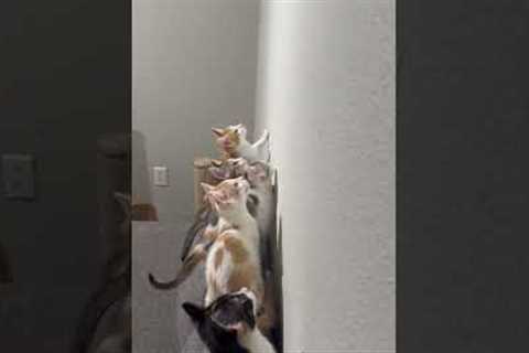 Army Of Kittens Hunt Moth