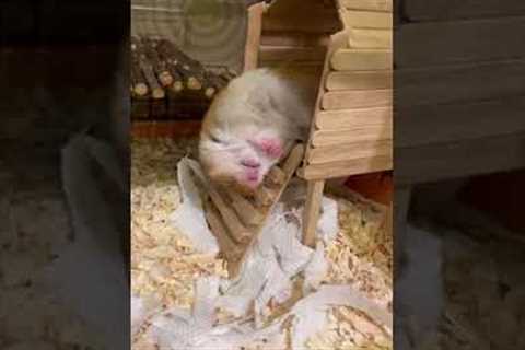 Cute Hamster Falls During Nap